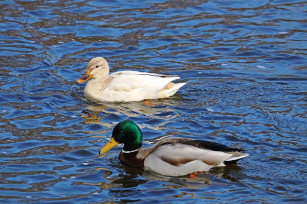 The Odd Couple by Deb Oppermann